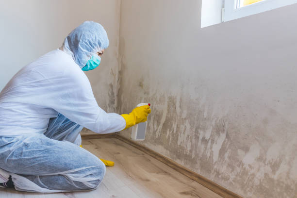 Mold Remediation specialist working in Westwood